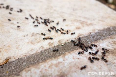 家中很多螞蟻 非常銀杏意思